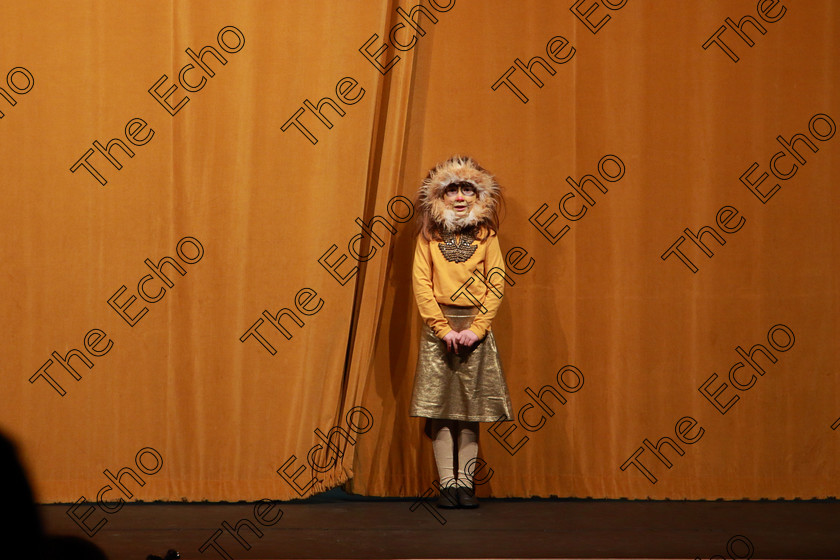 Feis12022019Tue16 
 16
Ellen Foley from Timoleague NS introducing Extracts from The Lion King.

Class: 104: The Pam Golden Perpetual Cup Group Action Songs -Primary Schools Programme not to exceed 8 minutes.

Feis Maiti 93rd Festival held in Fr. Mathew Hall. EEjob 12/02/2019. Picture: Gerard Bonus